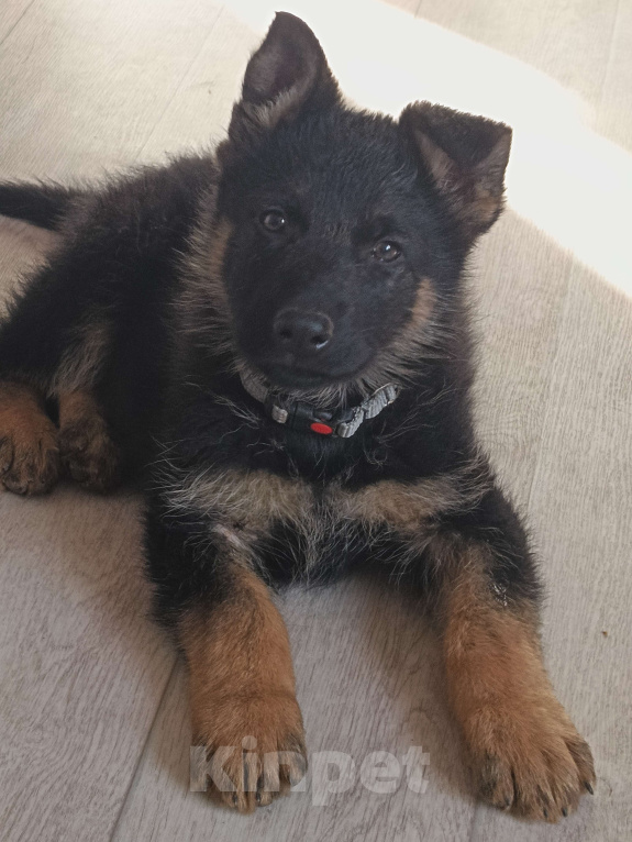 Собаки в Кольчугино: Щенки немецкой овчарки. Девочка, 15 000 руб. - фото 2