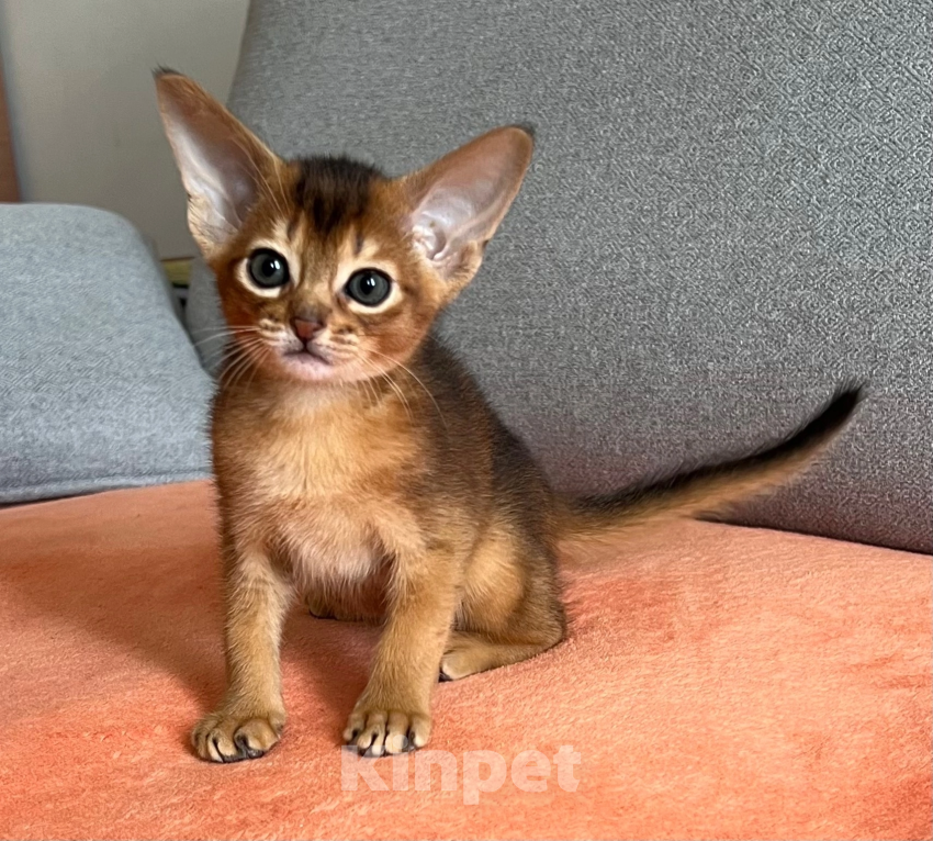 Кошки в Архангельске: Абиссинский мальчик Мальчик, 40 000 руб. - фото 2