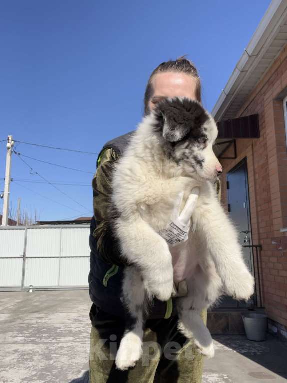 Собаки в Ростове-на-Дону: Девочка аусси Девочка, 60 000 руб. - фото 2