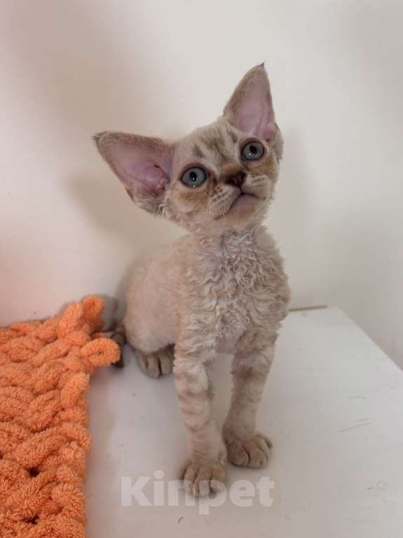 Кошки в Лобне: Мальчик девон рекс Мальчик, 80 000 руб. - фото 7