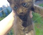 Кошки в Аксае: Котята в добрые руки Мальчик, Бесплатно - фото 4