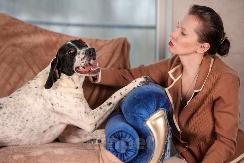 Собаки в Москве: Молодой пойнтер Руперт в добрые руки Мальчик, Бесплатно - фото 3