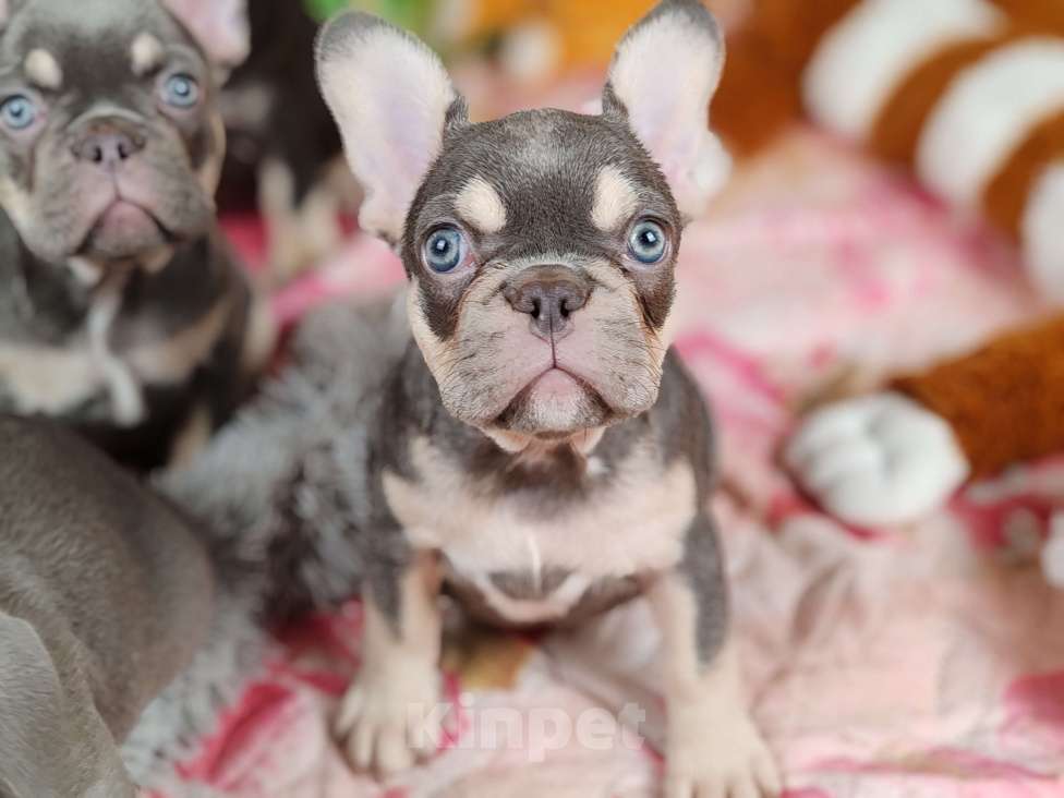 Собаки в Санкт-Петербурге: Шикарная лиловая девочка  Девочка, 80 000 руб. - фото 4