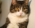 Кошки в Санкт-Петербурге: Кошка ищет дом Девочка, Бесплатно - фото 1