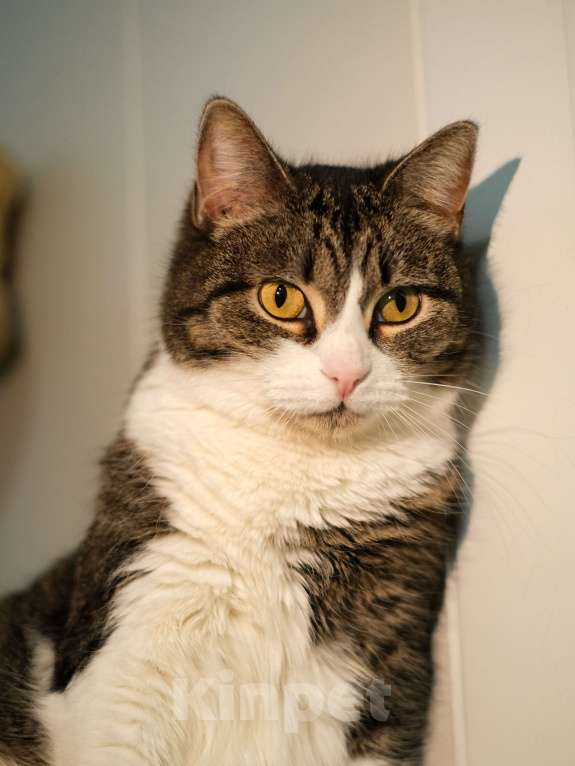 Кошки в Санкт-Петербурге: Кошка ищет дом Девочка, Бесплатно - фото 1