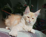 Кошки в Барнауле: Котята мейн-кун Девочка, Бесплатно - фото 3