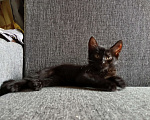 Кошки в Котельнике: Черный с белыми пятнами  Девочка, Бесплатно - фото 2