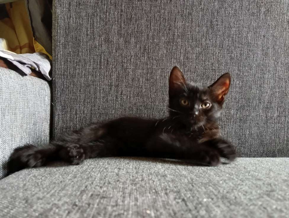 Кошки в Котельнике: Черный с белыми пятнами  Девочка, Бесплатно - фото 2