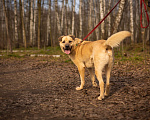 Собаки в Москве: Дакар Мальчик, Бесплатно - фото 2