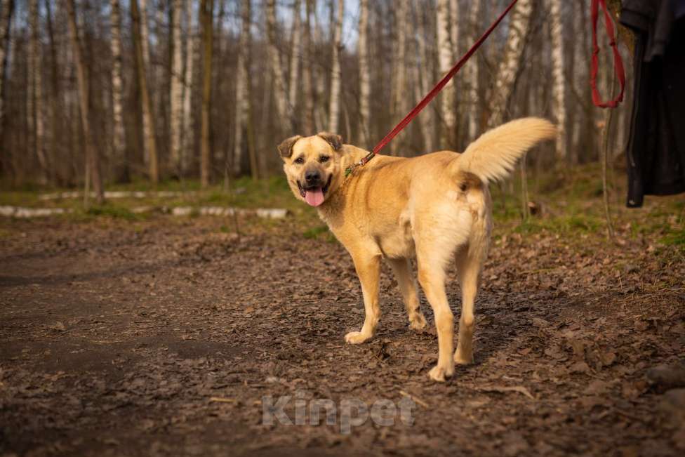 Собаки в Москве: Дакар Мальчик, Бесплатно - фото 2