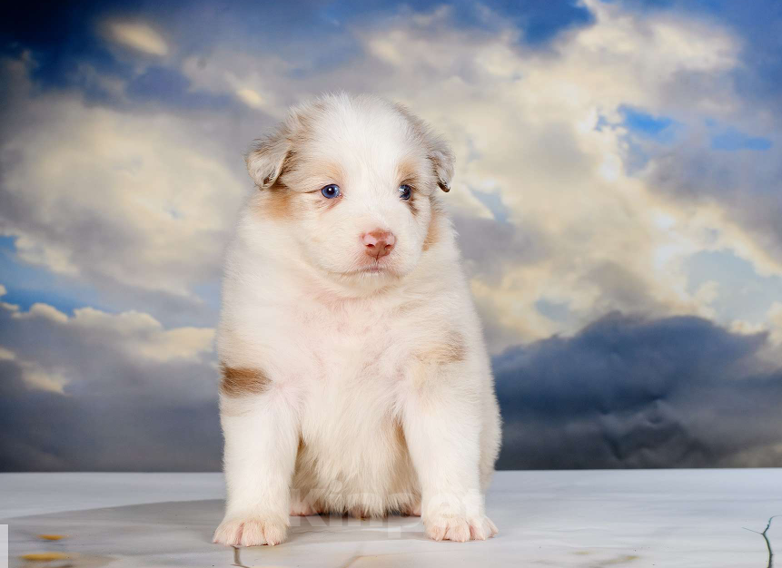Собаки в Звенигороде: Щенки австралийской овчарки  Рождение 02.06.2025 Девочка, 60 000 руб. - фото 8