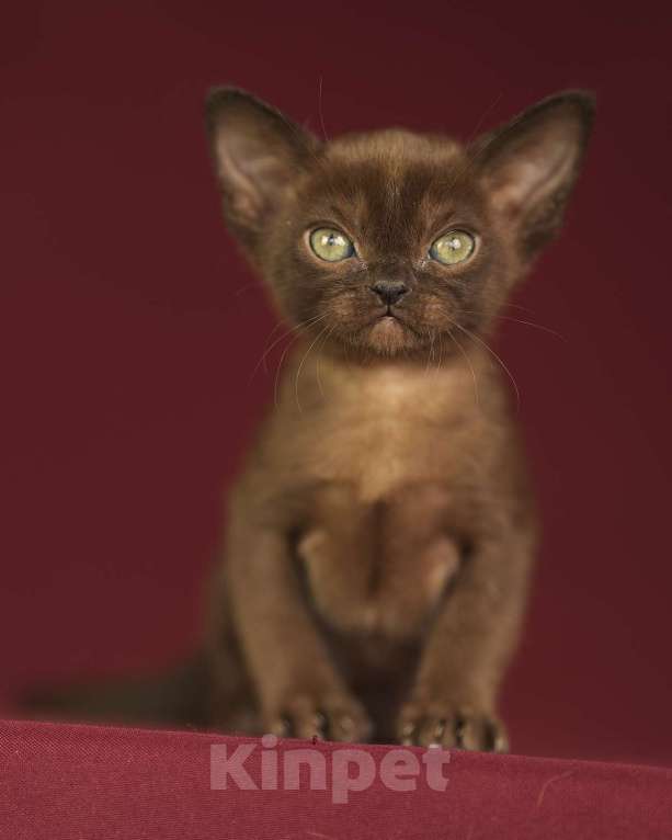 Кошки в Москве: Соболиный бурманский котенок Мальчик, 100 000 руб. - фото 6