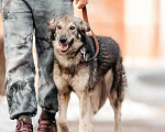 Собаки в Москве: Метис бордер-колли Леди в добрые руки Девочка, 1 руб. - фото 3