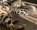 Кошки в Новосибирске: Бенгальские котята с документами  Девочка, 20 000 руб. - фото 4