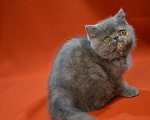 Кошки в Колпашево: Котята - Экзоты, 35 000 руб. - фото 2