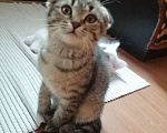 Кошки в Чехове: котята турецкой ангоры Мальчик, 500 руб. - фото 5