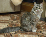 Кошки в Ульяновске: Пропала кошка. Девочка, Бесплатно - фото 2