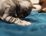 Кошки в Туле: Бенгальский котенок сепия яркие пятна на белом фоне Мальчик, 30 000 руб. - фото 3