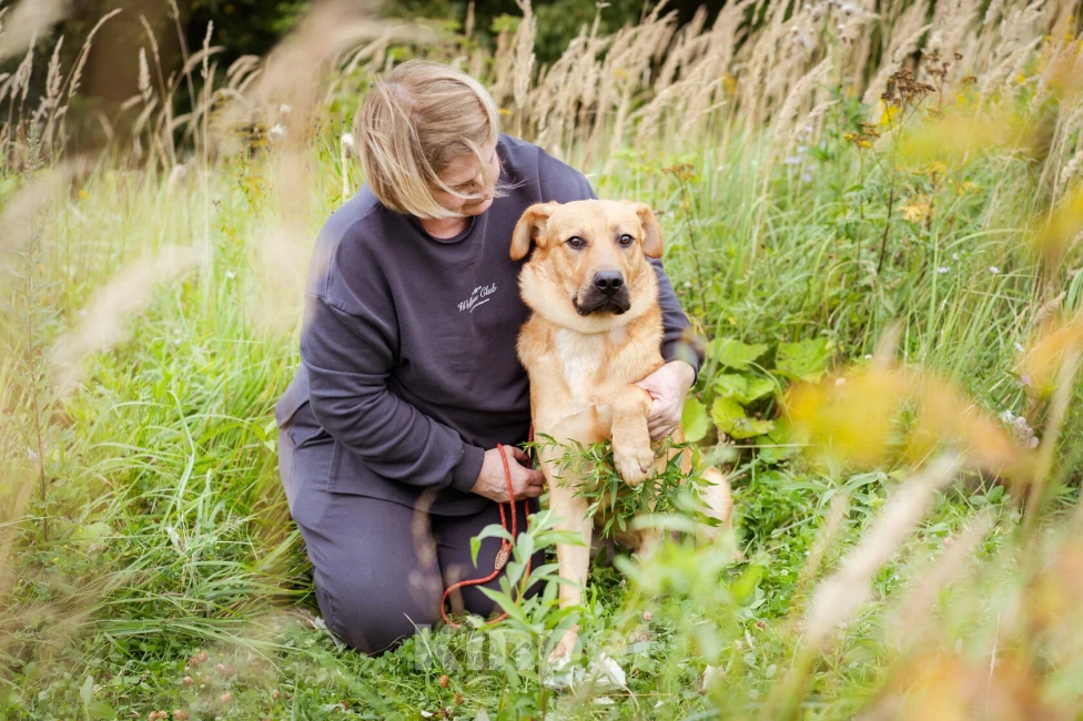 Собаки в Москве: Патрик ищет дом Мальчик, Бесплатно - фото 2