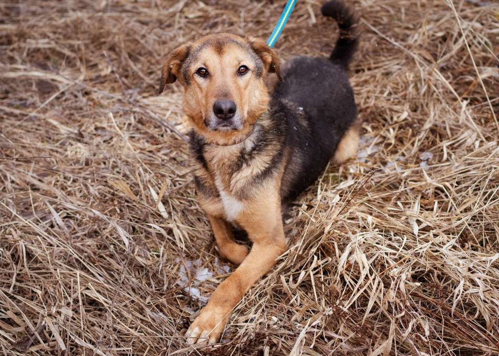 Собаки в Москве: Пёсик без одной лапки в добрые руки Мальчик, Бесплатно - фото 5