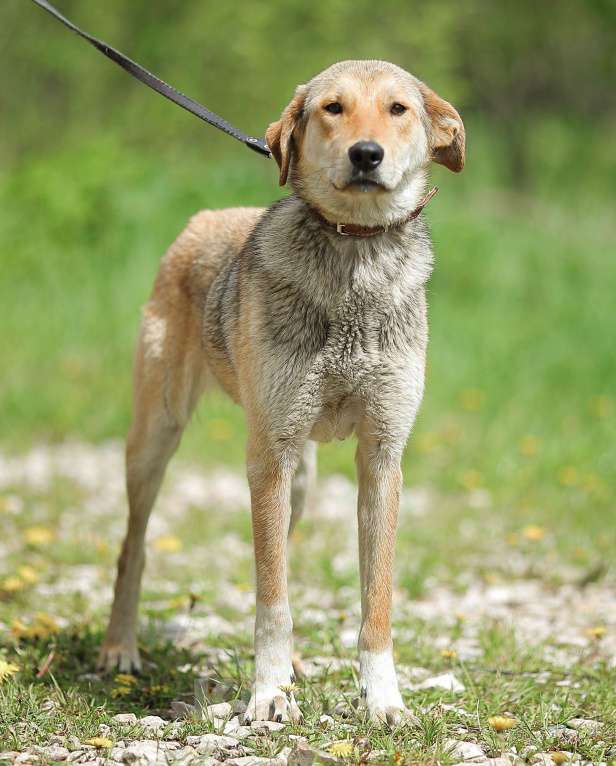 Собаки в Москве: Катрёна, метис гончей в приюте Девочка, Бесплатно - фото 6