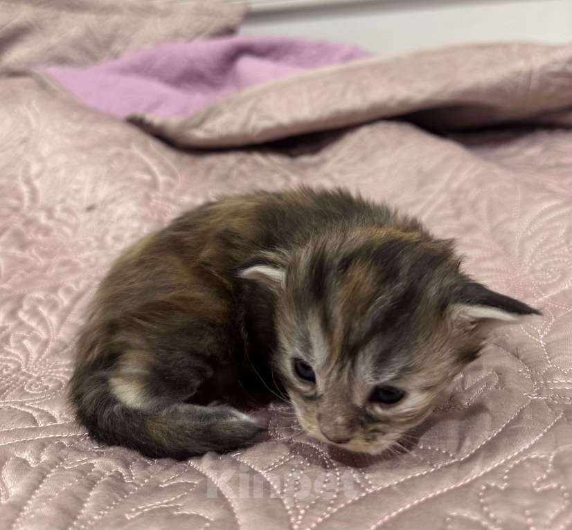 Кошки в Тюмени: Мейн-кун мраморная Девочка, 15 000 руб. - фото 6