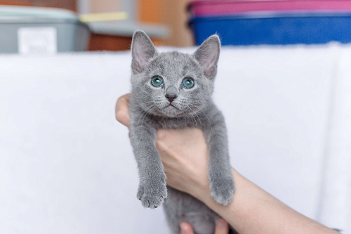 Объявление: Iriska Fluffy Dream , 50 000 руб., Томск