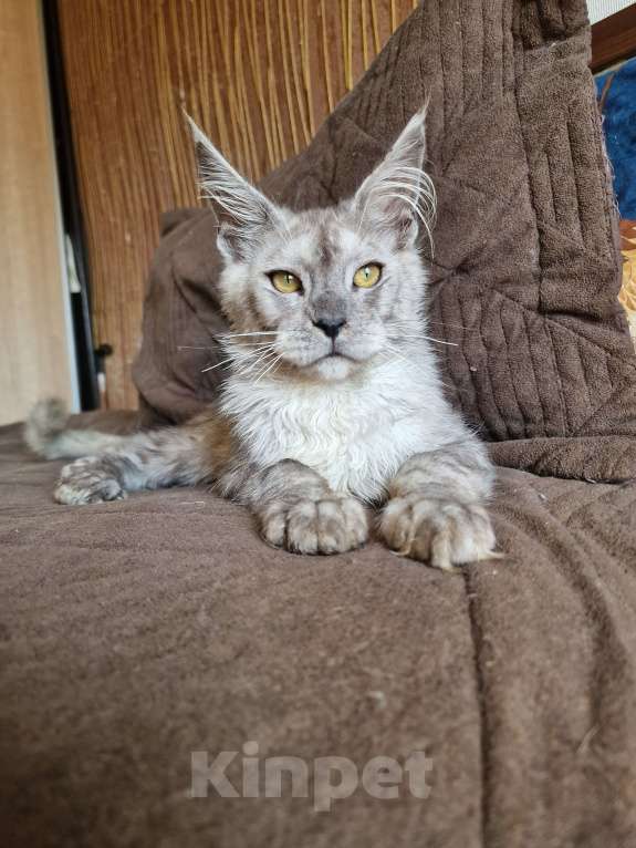 Кошки в Челябинске: Котик мейн кун Мальчик, 70 000 руб. - фото 3