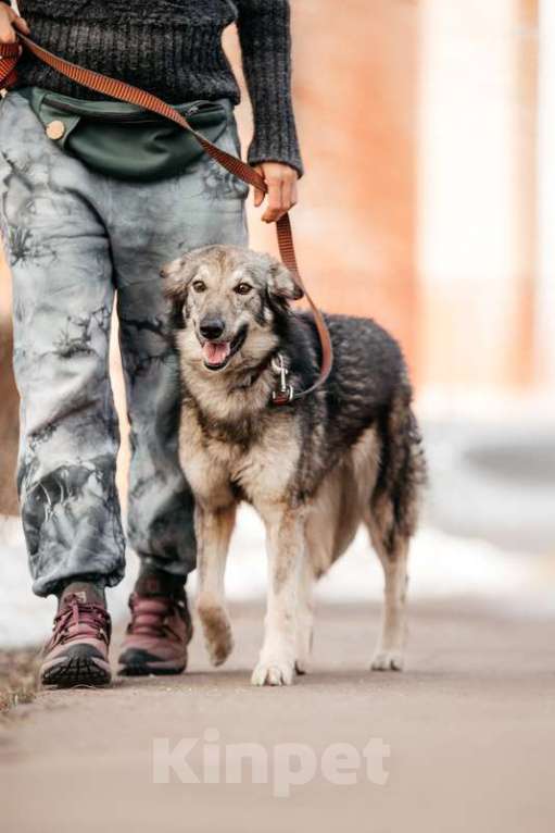 Собаки в Москве: Метис бордер-колли Леди в добрые руки Девочка, 1 руб. - фото 3