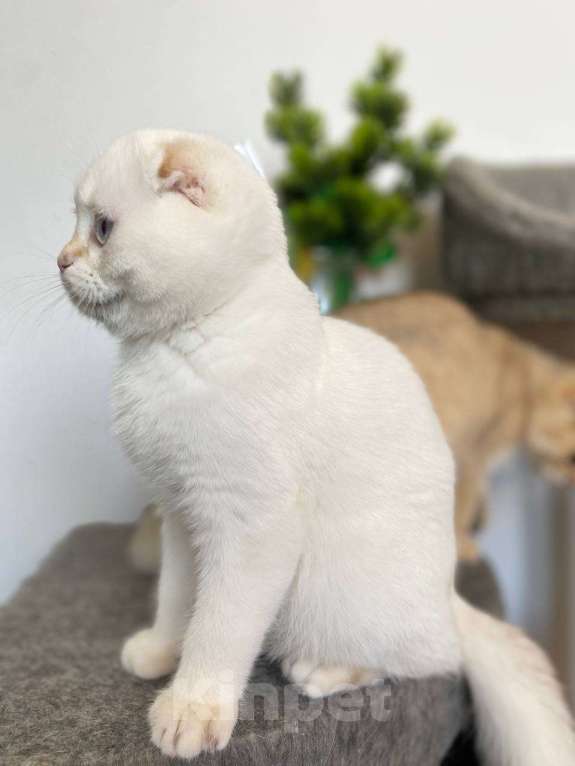 Кошки в Москве: Шотландские котята Мальчик, 42 000 руб. - фото 4