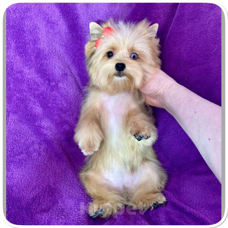 Собаки в Москве: Йорк мини девочка рыжая голубоглазая Девочка, 95 000 руб. - фото 9