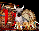 Собаки в Москве: Ксолоитцкуинтли девочка медиа размера Девочка, 80 000 руб. - фото 5