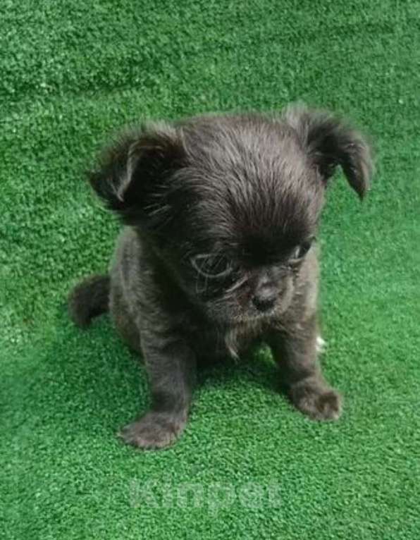 Собаки в других городах Московской области: Д/ш голубая девочка чихуахуа Девочка, 60 000 руб. - фото 3