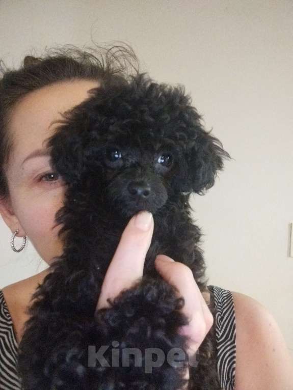 Собаки в других городах Белгородской области: Той пудель ,девочка Девочка, 45 000 руб. - фото 5