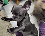 Собаки в Иркутске: Французский бульдог щенки Мальчик, 35 000 руб. - фото 1