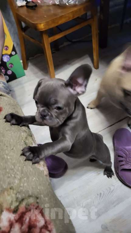 Собаки в Иркутске: Французский бульдог щенки Мальчик, 35 000 руб. - фото 1