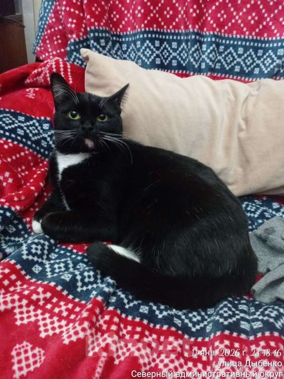 Кошки в Москве: Сливка девочка-припевочка ищет, кому помурчать Девочка, Бесплатно - фото 3