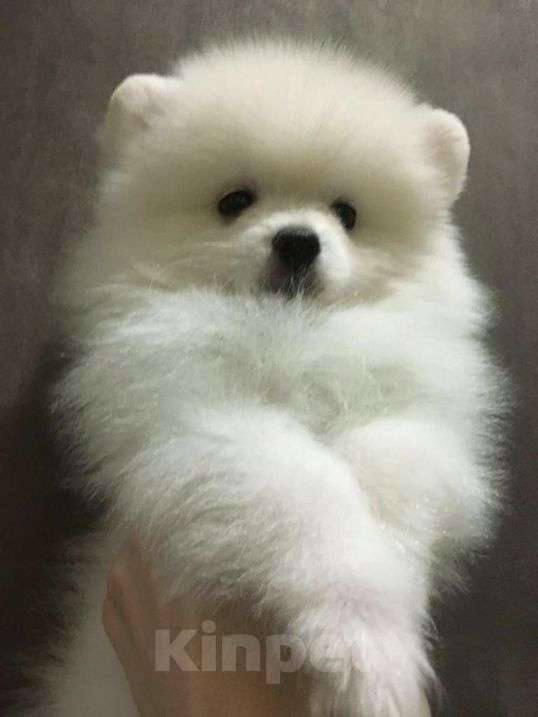 Собаки в Нижнем Новгороде: Шпиц Мальчик, 19 500 руб. - фото 2