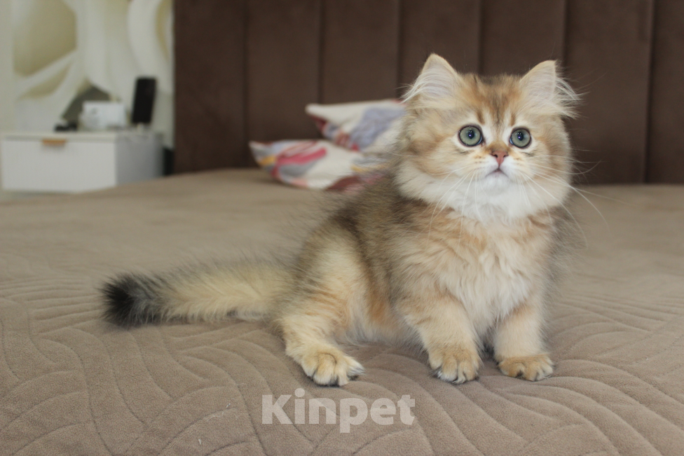 Кошки в Казани: Котик  Мальчик, 35 000 руб. - фото 1