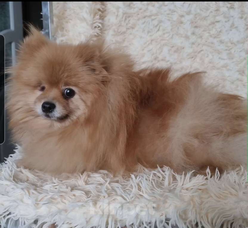 Собаки в Электростали: Ищет новую семью трёх лентяя девочка.  Девочка, Бесплатно - фото 8