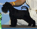 Собаки в Лыткарино: щенки цвергшнауцера черного окраса Мальчик, 65 000 руб. - фото 1