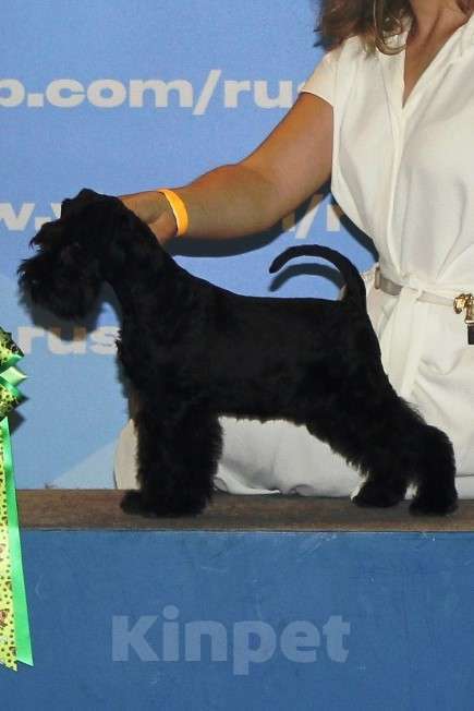 Собаки в Лыткарино: щенки цвергшнауцера черного окраса Мальчик, 65 000 руб. - фото 1