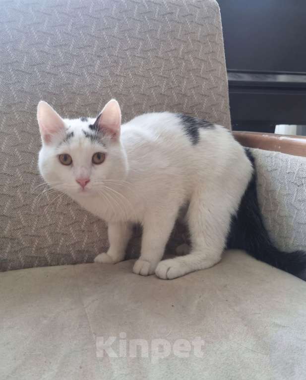 Кошки в Москве: Девочки, записываемся на бровки!  Ищем дом бровястому Федору Мальчик, Бесплатно - фото 2