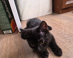 Кошки в Ростове-на-Дону: Котенок черный, британский Мальчик, Бесплатно - фото 4
