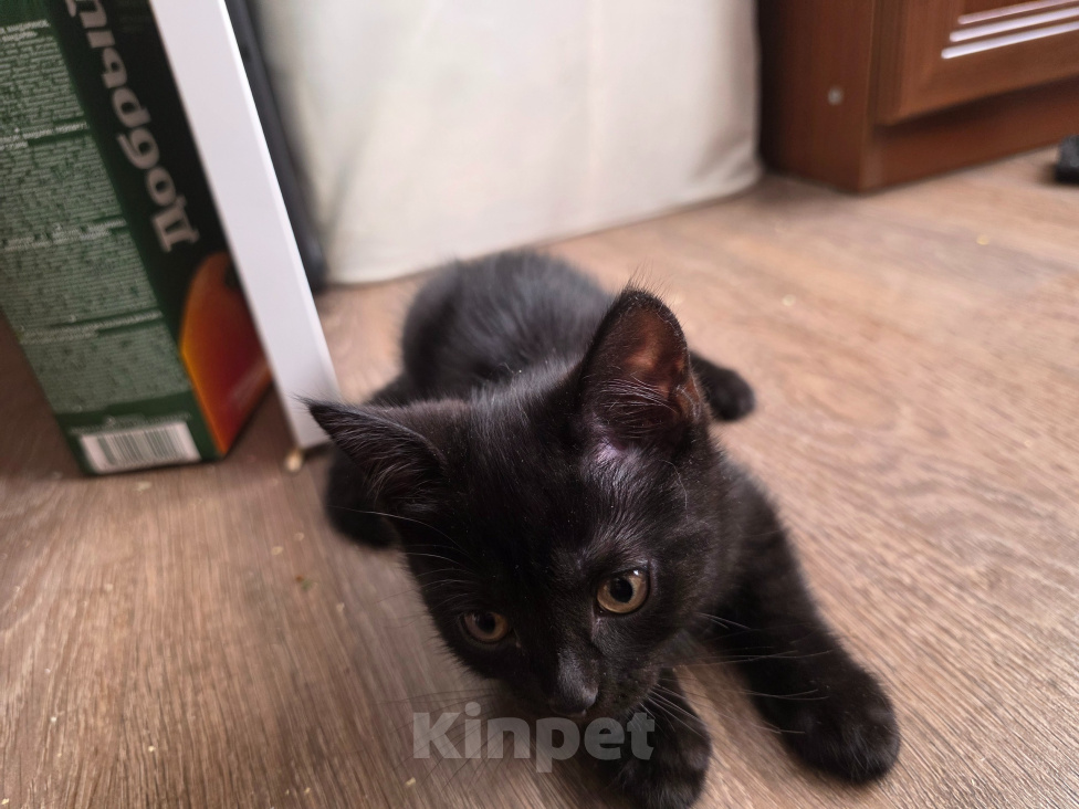 Кошки в Ростове-на-Дону: Котенок черный, британский Мальчик, Бесплатно - фото 4