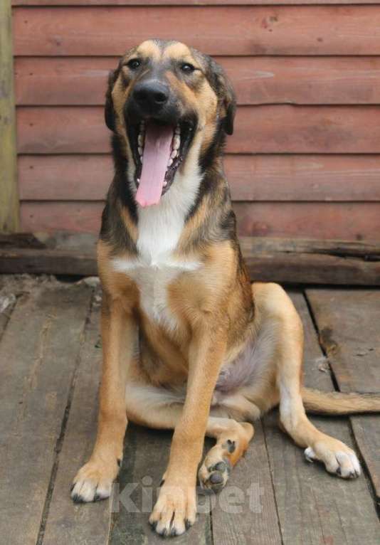 Собаки в Санкт-Петербурге: Рыжий весёлый красавчик Мальчик, Бесплатно - фото 9