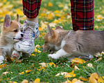 Собаки в Петергофе: Щенок Вельш-корги-пемброк  Мальчик, 70 000 руб. - фото 2