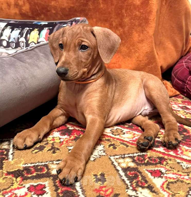 Собаки в Москве: Щенок немецкого пинчера. Мальчик, 80 000 руб. - фото 1