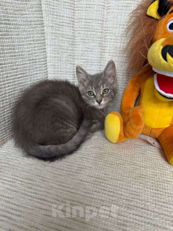 Кошки в Москве: Котенок в дар Девочка, Бесплатно - фото 3