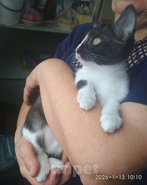 Кошки в Нальчике: Котенок в добрые руки Мальчик, Бесплатно - фото 2